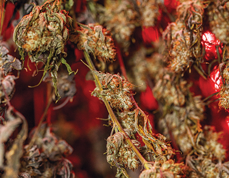 A close up of marijuana buds.