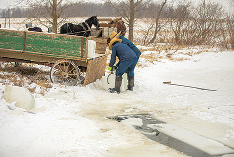 Two Amish men load blocks of ice onto a trailer. 