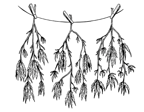 Hanging Marijuana Plant, Illustration by Alexandra Schmitz