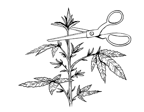 Top of the Marijuana Plant, Illustration by Alexandra Schmitz