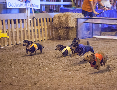 Cleveland Oktoberfest Weiner Dog Race
