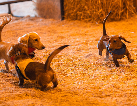 Cleveland Oktoberfest wiener dog races