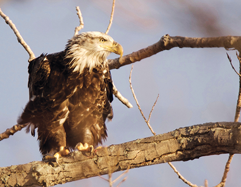 Bald Eagle