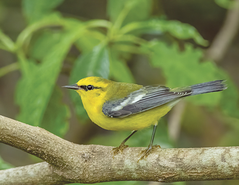 Biggest Week in American Birding - iStock