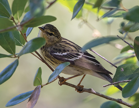 Blackpoll Warbler, courtesy iStock