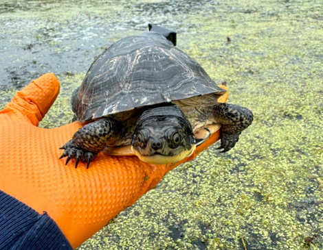 Blanding's Turtle - Courtesy Greater Cleveland Aquarium