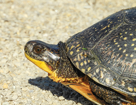 Blanding's Turtle