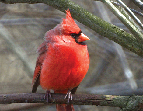 Cardinal, Courtesy of Ohio Division of Natural Resources