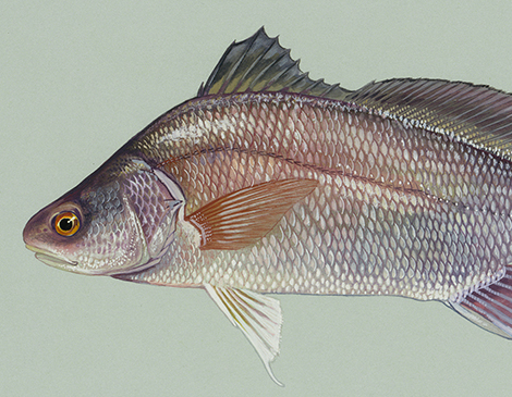 Freshwater Drum, Art by Duane Raver