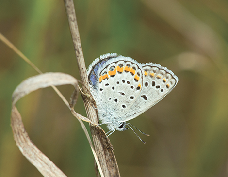 Karner Blue Butterfly, courtesy iStock