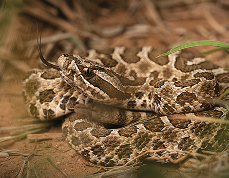 Massasauga Rattlesnake, courtesy iStock