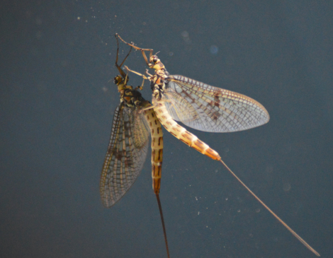 Swarms of mayflies and mosquitoes may appear on the National Weather Service radar