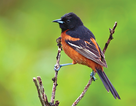 Orchard Oriole, courtesy iStock