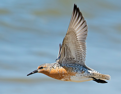 Red Knot, courtesy iStock