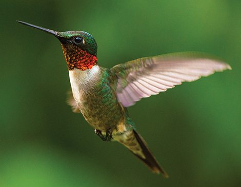 Ruby-Throated Hummingbird, courtesy iStock