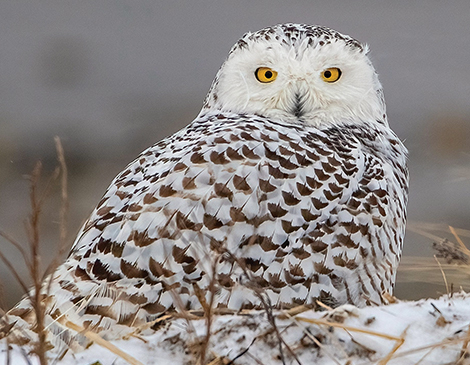 Snowy Owl, courtesy iStock