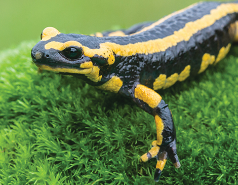 Spotted Salamander, courtesy iStock