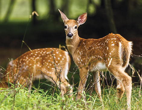 White-Tailed Deer, courtesy iStock