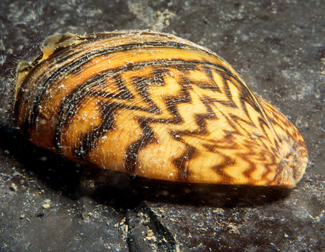 Zebra Mussel, courtesy iStock