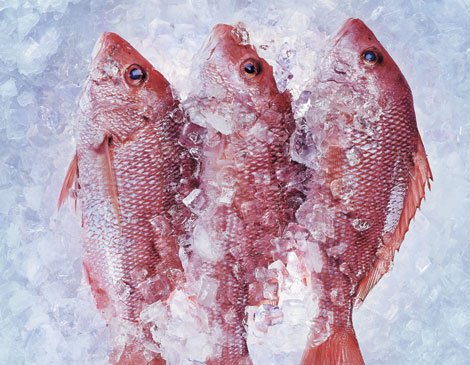 Euclid Fish Snapper Euclid Fish Snapper