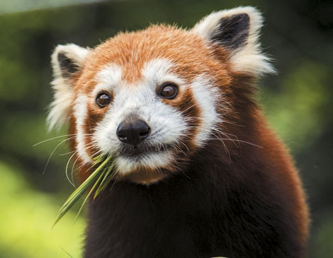 Red Panda Red Panda