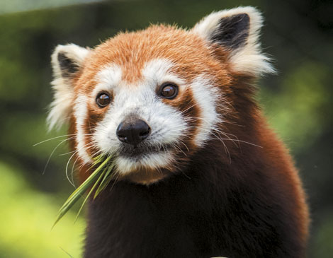 Red Panda