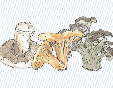 Mushrooms Mushrooms