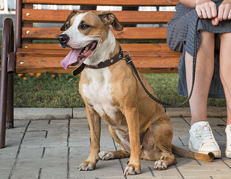 New Leash On Life Woof Walk New Leash On Life Woof Walk