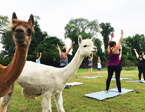 Alpaca Yoga: Family Friendly Class on the Farm Alpaca Yoga: Family Friendly Class on the Farm