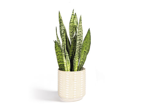 Sansevierias Sansevierias
