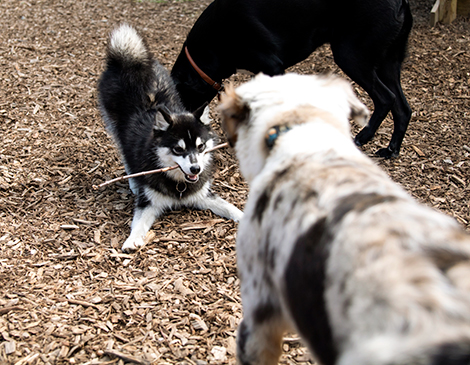Taps & Tails has agility ramps and hurdles, pools, a splash pad and, of course, numerous friends to be made.