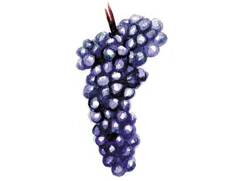 Cabernet franc grapes