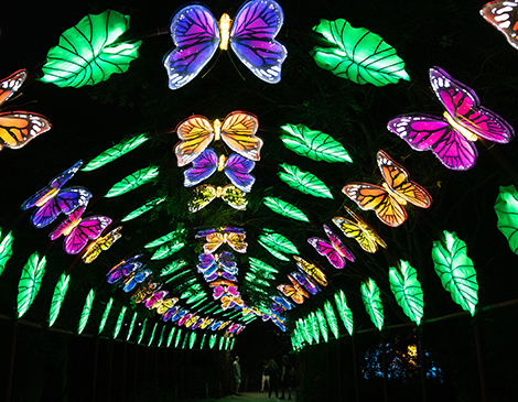Cleveland Metroparks Asian Lantern Festival