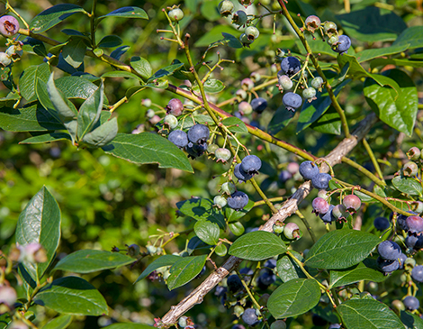 Greenfield Berry Farm