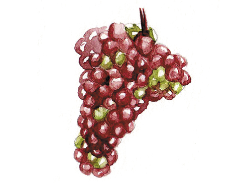 Pinot gris grapes