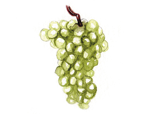 Riesling grapes