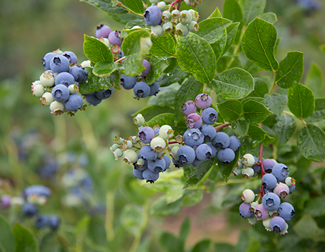 Rittman Orchards 