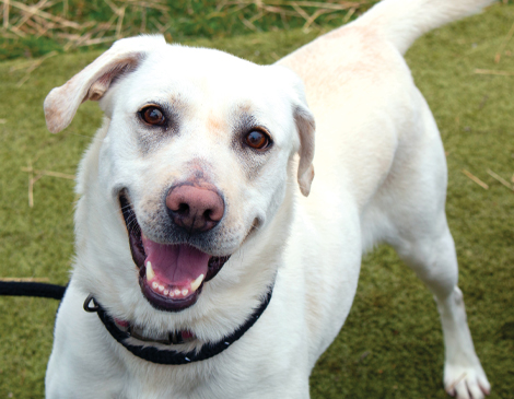 Smiling dog