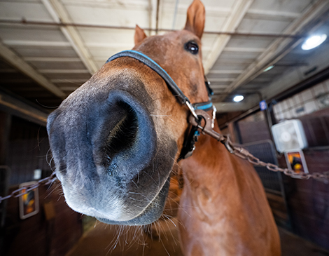 Cleveland's Mounted Police