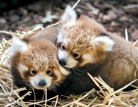 Baby Red Pandas