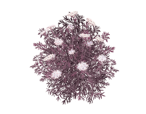 Black Lace Elderberry Black Lace Elderberry