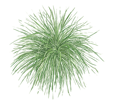 Hameln Grass