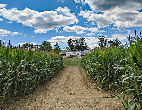 Lake Metroparks Farmpark Corn Maze Lake Metroparks Farmpark Corn Maze