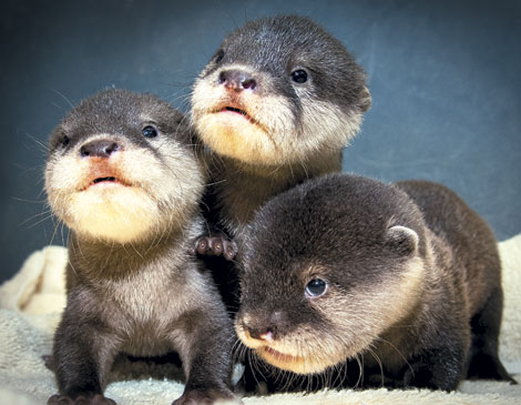 Otters Otters