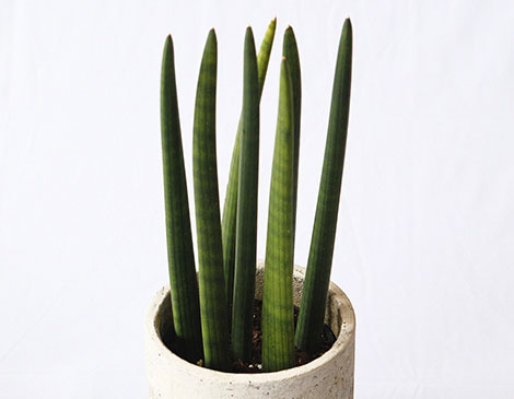 Snake Plant