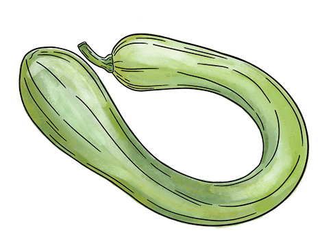 Tromboncino Squash