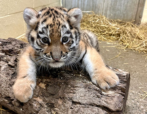 Cleveland Zoo Amur Tiger Cub