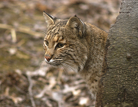 Ohio Bobcat