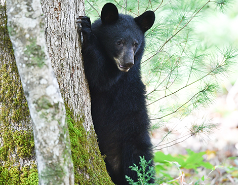 Black Bears in Ohio