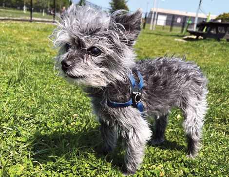 A small grey dog enjoying the Tri-City Bark Park in Middleburg Heights, Ohio